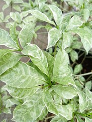 Obraz premium Tabernaemontana, Tabernaemontana sp. Variegata leaves in close up