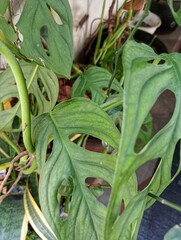 Tanaman Janda Bolong, Monstera Adansonii