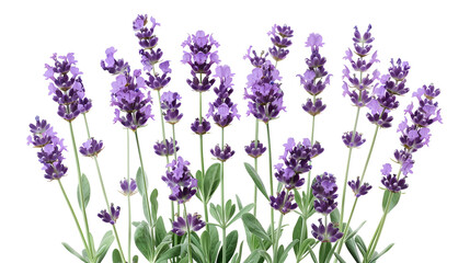 Bunch of lavender on a white background , Lavender flowers in closeup ,lavender flower isolated on white,Lavender flowers isolated on white background, Flat lay, top view,View of beautiful blooming 