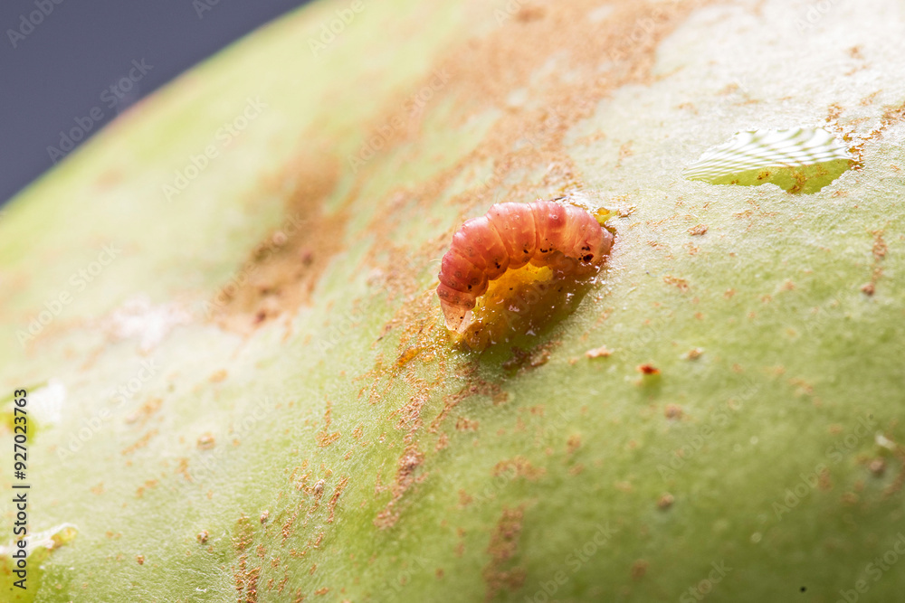 Wall mural a codling moth worm emerges from an apple in a close-up shot