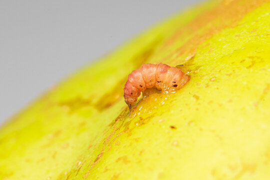 A codling moth worm emerges from an apple in a close-up shot