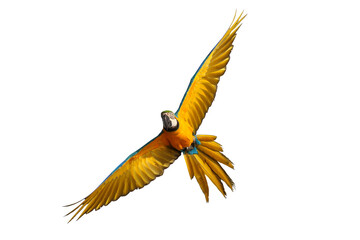 Colorful flying Blue and Gold Macaw parrot isolated on transparent background png file