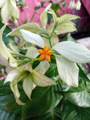 White Mussaenda Dwarf Mussaenda Flower plant
