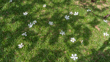 Fallen flowers Plumeria  frangipani are scattered on the green grass of the lawn. White, elegantly curved petals, yellow centers. Malaysia.  