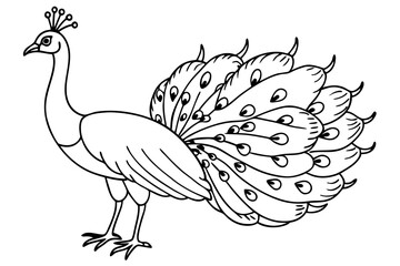 Peacock line art 