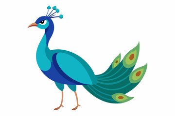 Fototapeta premium Peacock vector illustration