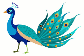 Peacock vector illustration