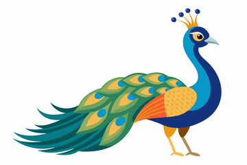 Peacock vector illustration