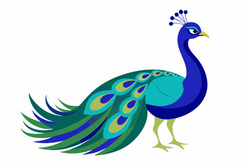 Peacock vector illustration