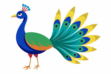 Peacock vector illustration