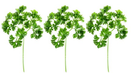 Fototapeta premium Three Sprigs of Parsley