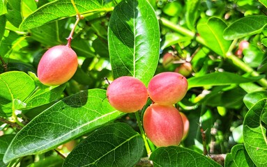 Carissa carandas is a bright red fruit. It has many benefits, eaten as food and as medicine.