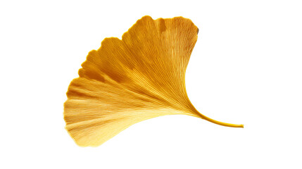 A single ginkgo leaf in golden yellow, Isolated on transparent background