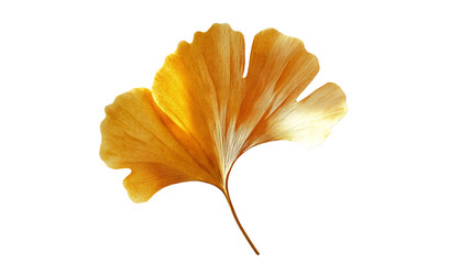 A single ginkgo leaf in golden yellow, Isolated on transparent background