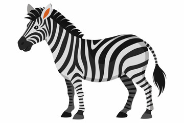 Fototapeta premium A Black and White Striped Zebra Standing on White Background