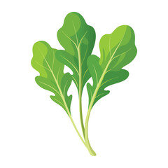 Illustration of Fresh Arugula Isolated