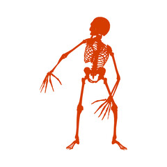 human skeleton, Halloween Art, Transparent background