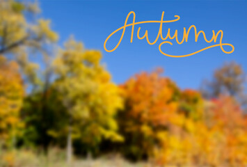 Autumn lettering design with orange, yellow and red maple leaf. Layout for printing, vector illustration