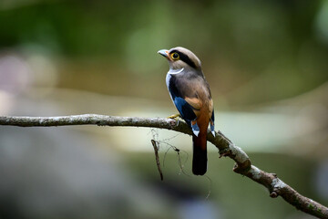 Silver-breasted Broadbill ( Serilophus lunatus), cute bird perching on a branch of tree in the forest at Kaeng Krachan National Park, Thailand.