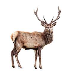 Obraz premium Red Deer Stag with Antlers Isolated on Black Background.