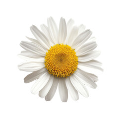 White Daisy Flower on 
translucent