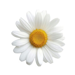 White Daisy Flower Isolated on 
translucent