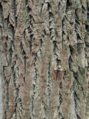 nature, trunk, tree, bark, hardwood, trunk, tree, trunk