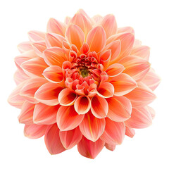 Peach Dahlia Flower Isolated on 
translucent