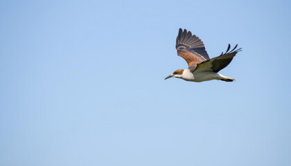 Obraz premium A white bird with red feet flies in the sky