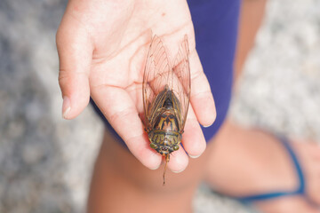 男の子の手にミンミンゼミ