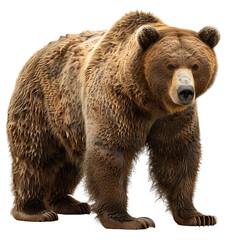 Fototapeta premium Grizzly Bear Standing on translucent