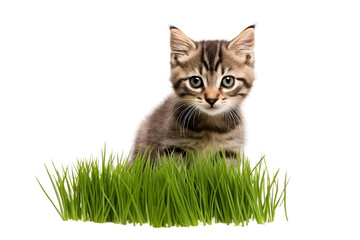 Fototapeta premium Cat on green grass with white background