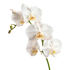 White Orchid Flower on 
translucent