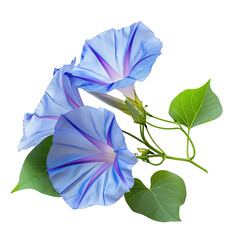 Blue Morning Glory Flower with Green Leaves. 
translucent