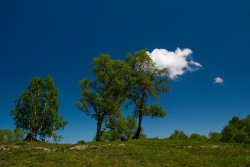 Obraz premium Green hillside with trees under blue sky and fluffy cloud.