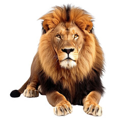 Obraz premium Majestic Lion Portrait Against translucent