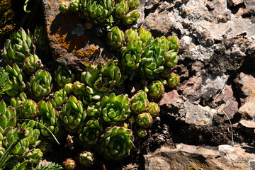 Close-up of green succulent plants