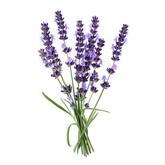 Naklejka premium Lavender Bouquet. translucent
