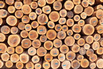 【資料：丸太】貯木場に積まれた大量の材木