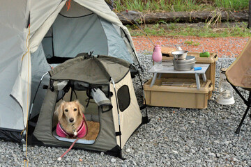 犬用テントでキャンプする犬