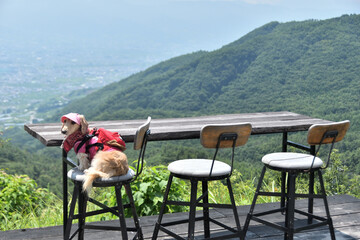 天空のカウンター席に座る犬