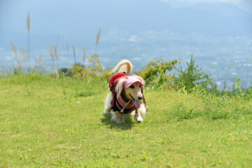 リュックを背負ってハイキングする犬