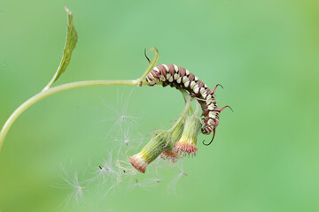 The beautiful and graceful appearance of the common crow caterpillar. This caterpillar will metamorphose into a Euploea core butterfly.