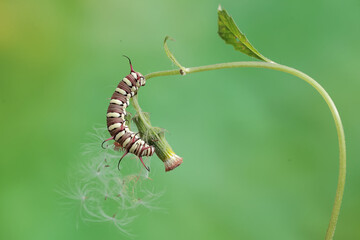 The beautiful and graceful appearance of the common crow caterpillar. This caterpillar will metamorphose into a Euploea core butterfly.