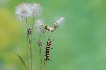 The beautiful and graceful appearance of the common crow caterpillar. This caterpillar will metamorphose into a Euploea core butterfly.