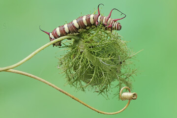 The beautiful and graceful appearance of the common crow caterpillar. This caterpillar will metamorphose into a Euploea core butterfly.