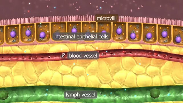 Absorption of nutrients ,carbohydrates, amino acids and lipids through small intestine