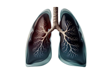 A model of human lungs 