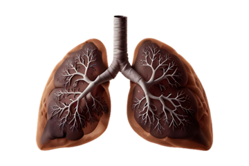 A model of human lungs 