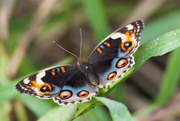 Vibrant Butterfly Perched on Dewy Green Leaf in Nature